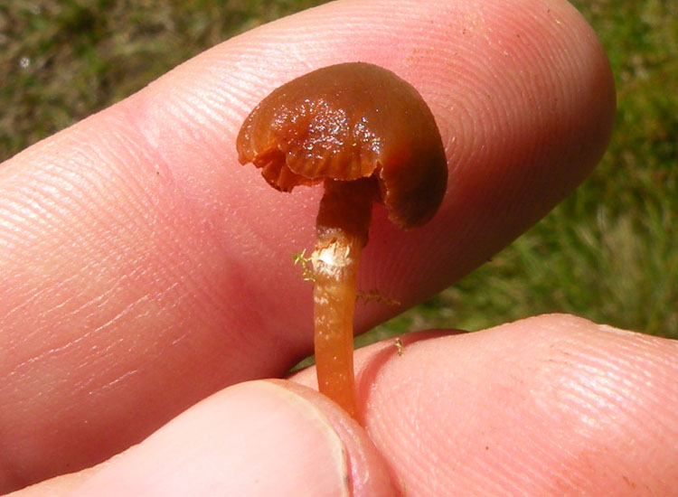 Funghetti tra il muschio